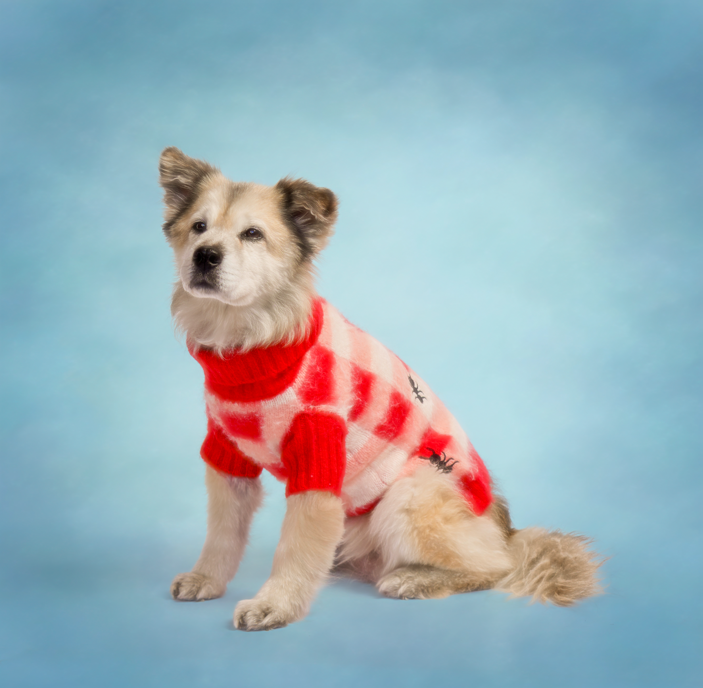 Dog Picnic Sweater