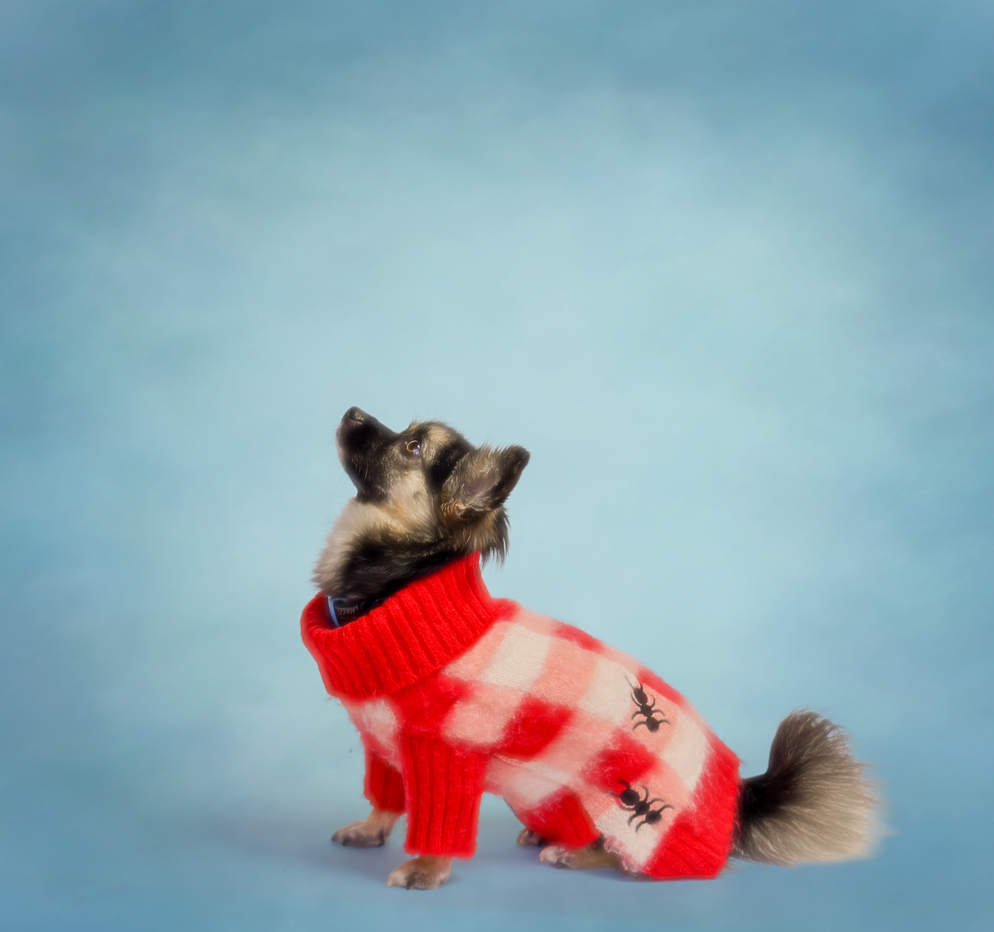 Dog Picnic Sweater