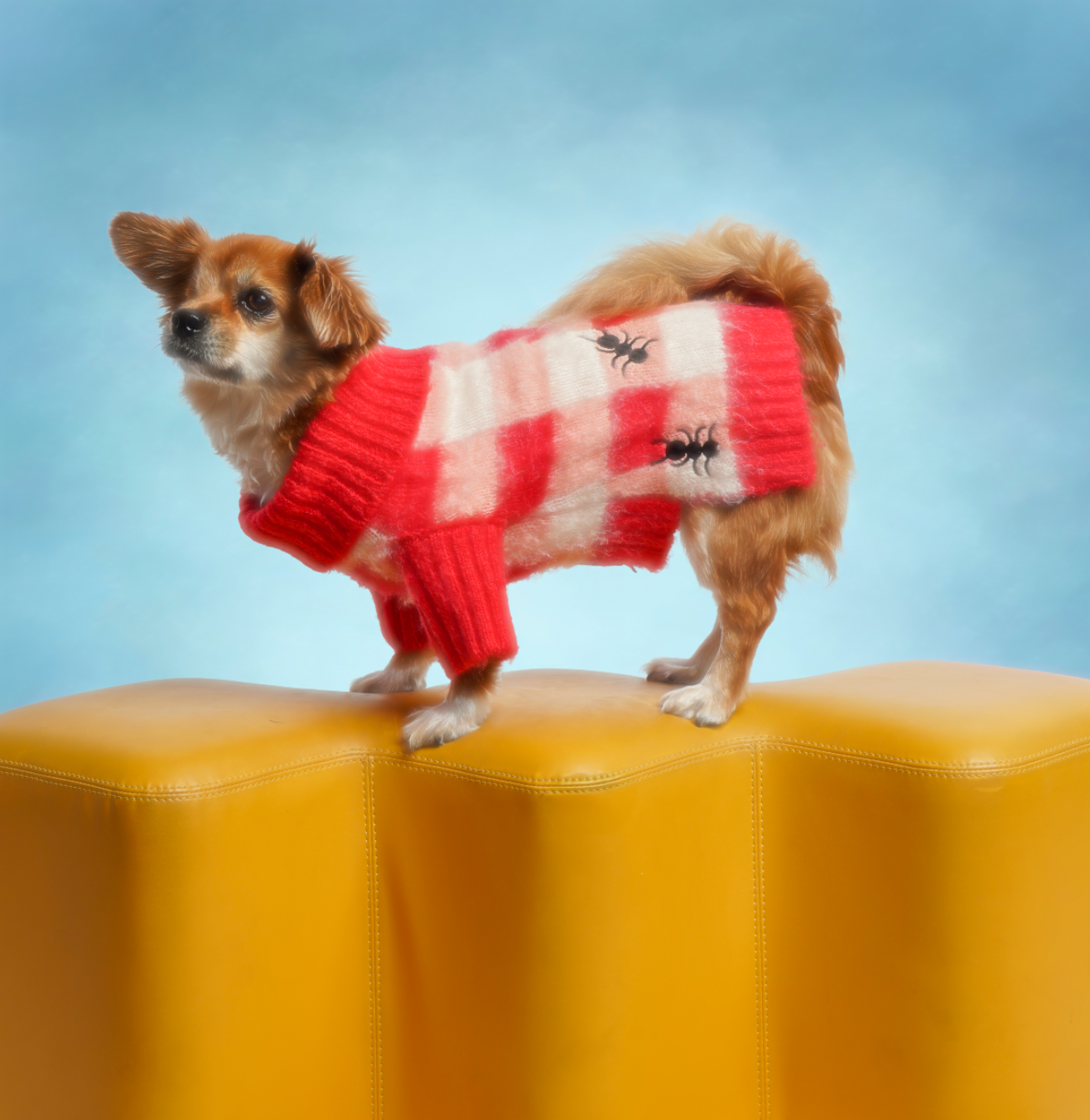 Dog Picnic Sweater