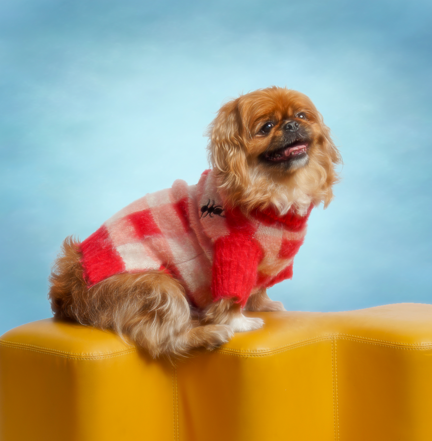 Dog Picnic Sweater